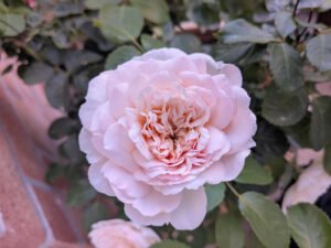 rose garden peaceful writing